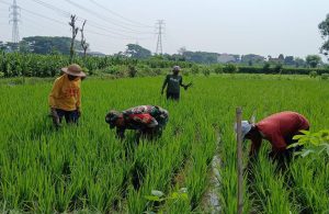 Maksimalkan Pertumbuhan Tanaman Padi, Babinsa Kelurahan Tanjungsari Bantu Petani Bersihkan Gulma
